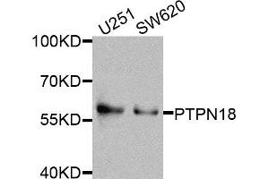 Western blot analysis of extracts of various cells, using PTPN18 antibody.