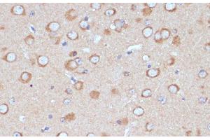Immunohistochemistry of paraffin-embedded Mouse brain using COPG2 Polyclonal Antibody at dilution of 1:100 (40x lens). (COPG2 antibody)