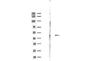 Western blot analysis of lysates from PC12 cells(UV,30 min treatment), using Phospho-E2F1 (Thr433) Antibody at 1/1000 dilution.