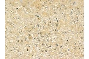 ABIN6259539 and ABIN6274520 at 1/100 staining human normal liver tissue by IHC-P.