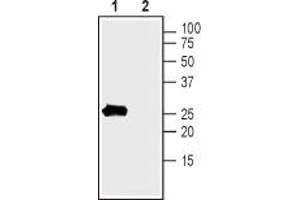 Western blot analysis of rat colon lysate:1.