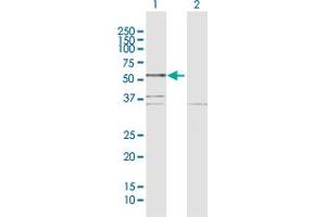 Western Blot analysis of BCL3 expression in transfected 293T cell line by BCL3 MaxPab polyclonal antibody.