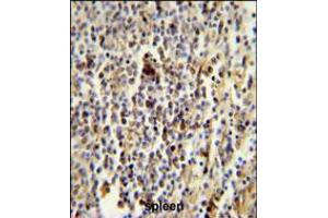 CD1E Antibody immunohistochemistry analysis in formalin fixed and paraffin embedded human spleen followed by peroxidase conjugation of the secondary antibody and DAB staining. (CD1e antibody  (AA 184-212))