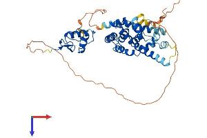 NR2F1 Protein (AA 1-423) (His tag)