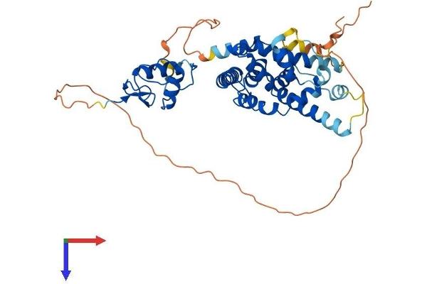 NR2F1 Protein (AA 1-423) (His tag)