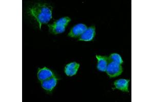 IF analysis of CD72 using anti-CD72 antibody (ABIN7602483). (CD72 antibody  (AA 8-346))