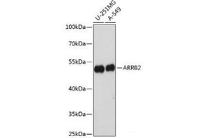 Western blot analysis of extracts of various cell lines using ARRB2 Polyclonal Antibody at dilution of 1:1000. (Arrestin 3 antibody)