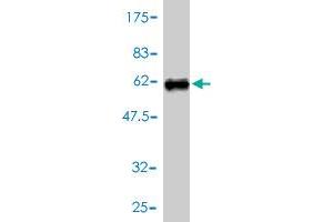 Western Blot detection against Immunogen (56. (IMPA1 antibody  (AA 1-277))