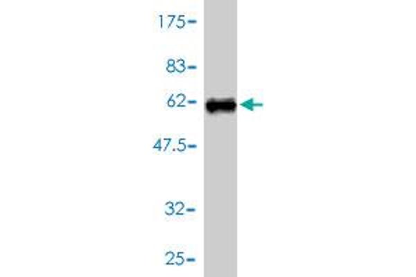 IMPA1 antibody  (AA 1-277)