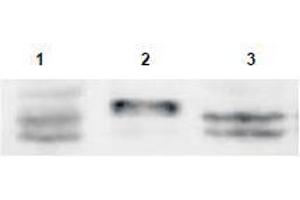 Image no. 1 for anti-Sprouty RTK Signaling Antagonist 4 (SPRY4) (AA 306-322) antibody (ABIN401284) (SPRY4 antibody  (AA 306-322))