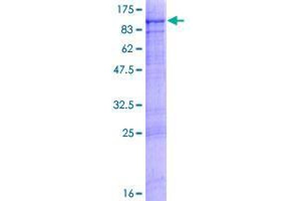 RHPN2 Protein (AA 1-686) (GST tag)