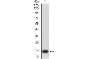 Western blot analysis using ERCC1 mAb against human ERCC1 (AA: 1-120) recombinant protein. (ERCC1 antibody  (AA 1-120))