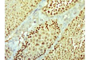 Paraformaldehyde-fixed, paraffin embedded mouse testis; Antigen retrieval by boiling in sodium citrate buffer (pH6. (NEK11 antibody  (AA 151-250))