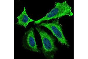 Immunofluorescence analysis of Hela cells using BDNF mouse mAb (green). (BDNF antibody  (AA 19-248))