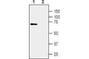 Western Blotting (WB) image for anti-Tumor Necrosis Factor Receptor Superfamily, Member 1A (TNFRSF1A) (AA 127-139), (Extracellular) antibody (ABIN7043869)
