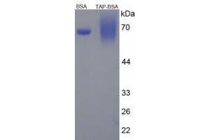 Image no. 2 for Trypsinogen Activation Peptide peptide (BSA) (ABIN5666013)