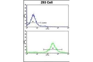 Flow cytometric analysis of 293 cells using MOBP Antibody (N-term)(bottom histogram) compared to a negative control cell (top histogram).