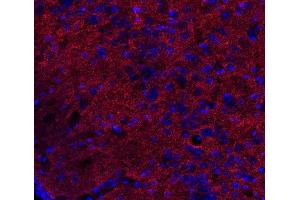 Indirect immunostaining of PFA fixed mouse brain section (dilution 1 : 500; red). (DNAJC5 antibody)