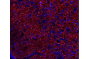 Indirect immunostaining of PFA fixed mouse brain section (dilution 1 : 500; red). (DNAJC5 antibody)