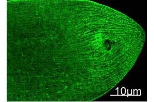 Immunofluorescence Staining of nematode tissue with MYH mouse mAb (11C2) diluted at 1:100. (Myosin Heavy Chain antibody)
