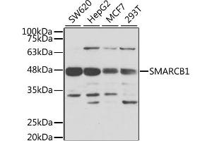 Western blot analysis of extracts of various cell lines, using SMARCB1 antibody. (SMARCB1 antibody)
