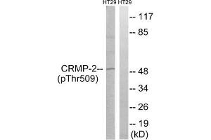 Western blot analysis of extracts from HT-29 cells treated with heat shock using CRMP-2 (Phospho-Thr509) Antibody. (DPYSL2 antibody  (pThr509))