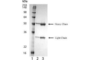 SDS-PAGE analysis of : Lane 1: MW marker, Lane 2: 1 μg , Lane 3: 2 μg BCMA (mouse) monoclonal antibody (Vicky-2), integrity of antibody is shown as both light chain and heavy chain are present. (BCMA antibody  (Extracellular Domain))