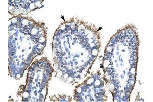 Image no. 1 for anti-Zinc Finger, HIT-Type Containing 6 (ZNHIT6) (AA 300-349) antibody (ABIN202608)