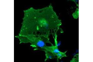 Anti-LIMK1 mouse monoclonal antibody (ABIN2454653) immunofluorescent staining of COS7 cells transiently transfected by pCMV6-ENTRY LIMK1 (RC218058). (LIM Domain Kinase 1 antibody)