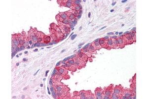Anti-KLHL15 antibody IHC of human prostate. (KLHL15 antibody  (C-Term))
