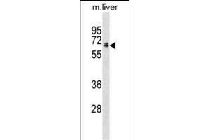 Rat Ggt1 Antibody (N-term) (ABIN1881372 and ABIN2838691) western blot analysis in mouse liver tissue lysates (35 μg/lane).