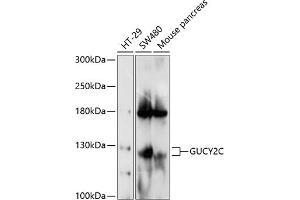 Western blot analysis of extracts of various cell lines, using GUCY2C antibody (ABIN6130435, ABIN6141537, ABIN6141538 and ABIN6214857) at 1:1000 dilution. (GUCY2C antibody  (AA 24-330))