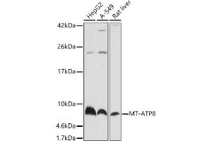 Western blot analysis of extracts of various cell lines, using MT- antibody (ABIN7268594) at 1:1920 dilution.