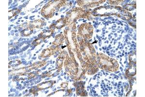 KCNA10 antibody was used for immunohistochemistry at a concentration of 4-8 ug/ml to stain Epithelial cells of renal tubule (arrows) in Human Kidney. (KCNA10 antibody  (Middle Region))