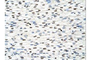 Image no. 1 for anti-Nuclear RNA Export Factor 3 (NXF3) (AA 435-484) antibody (ABIN203198) (NXF3 antibody  (AA 435-484))