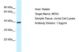 Host: Rabbit Target Name: MTA3 Sample Type: Jurkat Whole Cell lysates Antibody Dilution: 1. (MTA3 antibody  (N-Term))