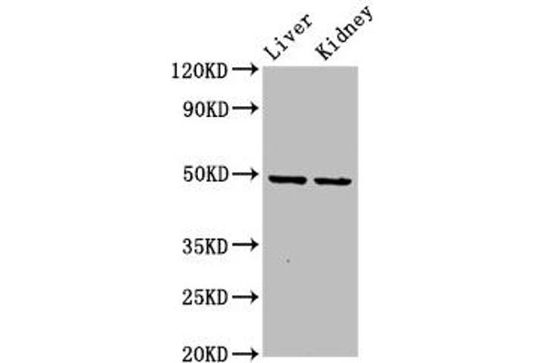DLST Antikörper  (AA 76-225)