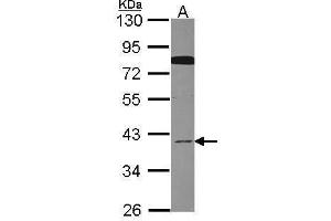 WB Image Sample (30 ug of whole cell lysate) A: Hela 10% SDS PAGE antibody diluted at 1:1000 (CDC37L1 antibody  (C-Term))