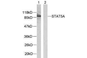 Western blot analysis of extracts from HeLa cells using STAT5A (Ab-780) antibody (E021049). (STAT5A antibody)