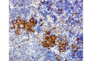 IHC testing of mouse spleen stained with CD63 antibody (NKI/C3). (CD63 antibody)