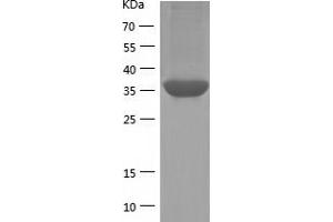Western Blotting (WB) image for Protein Phosphatase 1, Regulatory Subunit 8 (PPP1R8) (AA 1-351) protein (His tag) (ABIN7124669)