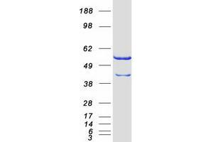 Validation with Western Blot (CAP1 Protein (Transcript Variant 1) (Myc-DYKDDDDK Tag))