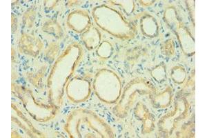 Immunohistochemistry of paraffin-embedded human kidney tissue using ABIN7146169 at dilution of 1:100 (C4BPB antibody  (AA 18-252))
