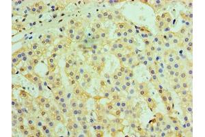 Immunohistochemistry of paraffin-embedded human adrenal gland tissue using ABIN7172247 at dilution of 1:100 (TRAF6 antibody  (AA 1-522))