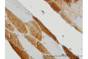 Image no. 1 for anti-Succinate Dehydrogenase Complex, Subunit C, Integral Membrane Protein, 15kDa (SDHC) (AA 1-170) antibody (ABIN466089) (SDHC antibody  (AA 1-170))