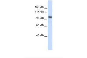 Image no. 1 for anti-beta-1,4-N-Acetyl-Galactosaminyl Transferase 3 (B4GALNT3) (AA 252-301) antibody (ABIN6739467) (B4GALNT3 antibody  (AA 252-301))