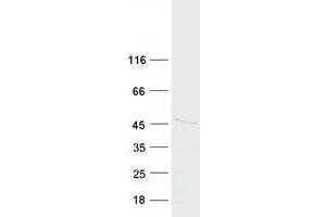 Western Blotting (WB) image for Hematopoietically Expressed Homeobox (HHEX) protein (Myc-DYKDDDDK Tag) (ABIN2722707)