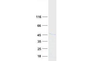 Validation with Western Blot (HHEX Protein (Myc-DYKDDDDK Tag))