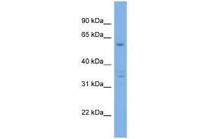 Ubiquilin 4 antibody used at 1 ug/ml to detect target protein. (UBQLN4 antibody  (Middle Region))