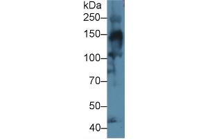 Western blot analysis of Mouse Skeletal muscle lysate, using Human COL4a3 Antibody (1 µg/ml) and HRP-conjugated Goat Anti-Rabbit antibody (